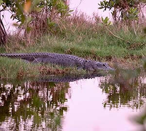 Miami Attraction: Everglades National Park