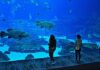 Top 5 Atlanta Attractions The Florida Aquarium