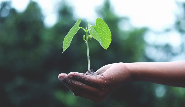 Plant Trees