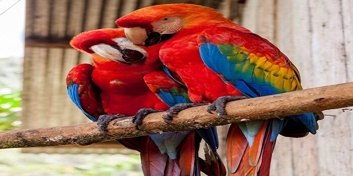 Bird Gardens of Naples