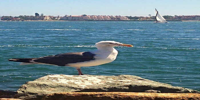 Coronado Beach