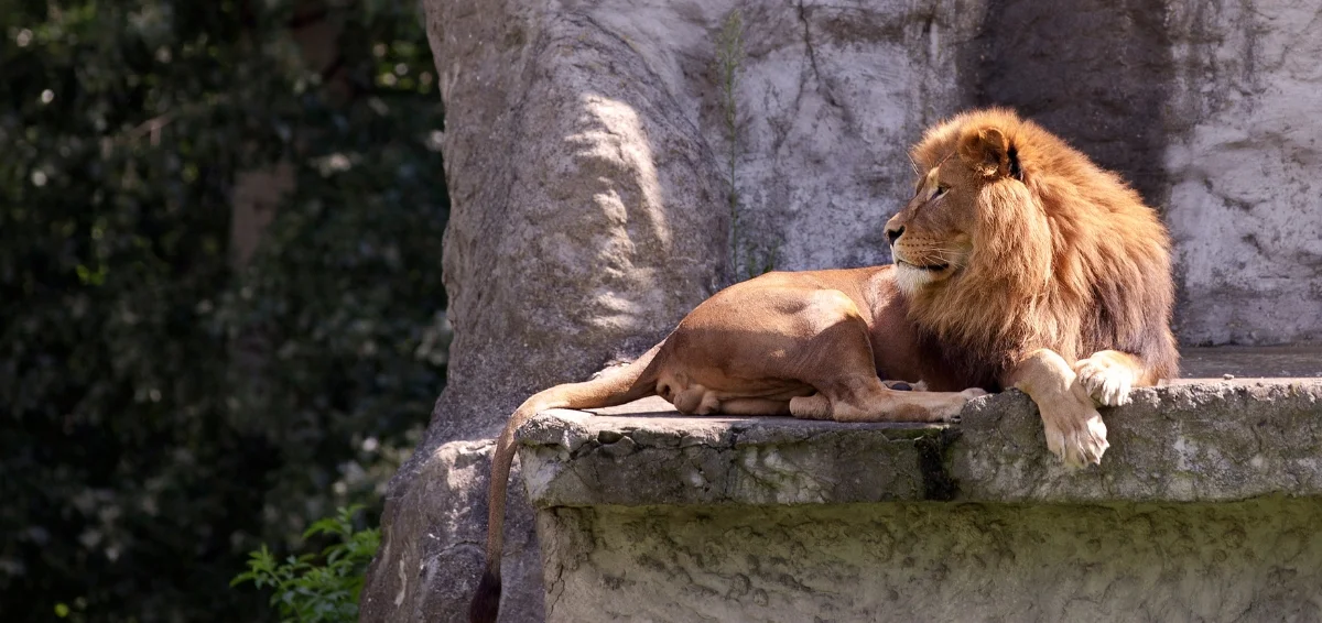 The Mighty Lions in The Handerson’s Lion Habitat Ranch