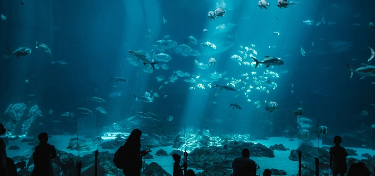 Walk Under The Sharks In The Shark Reef Aquarium