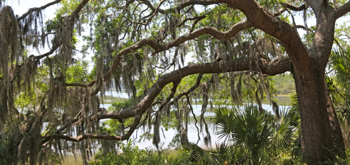 Enjoy a Range of Activities at Naval Live Oaks Area
