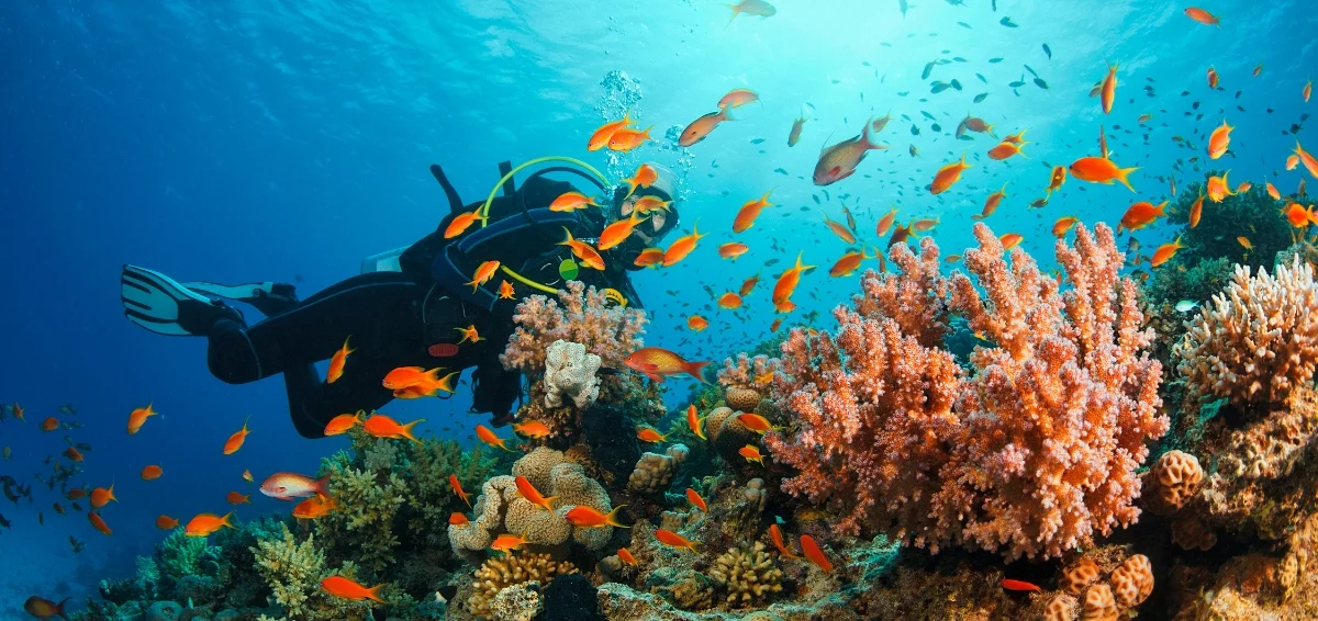 Go Snorkeling and Scuba diving
