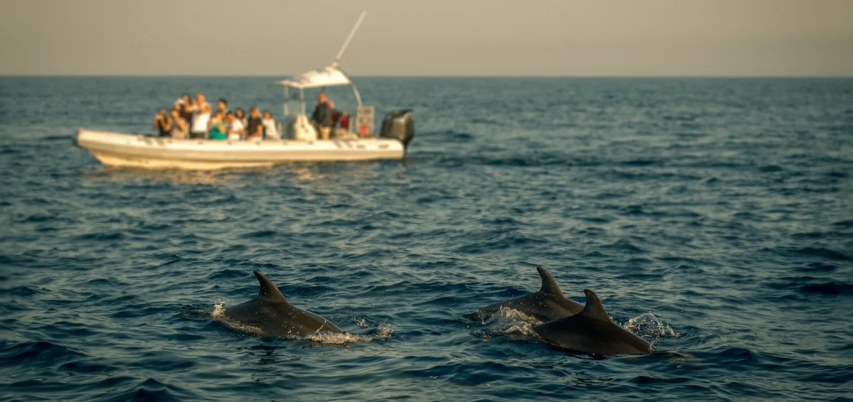 Go on a Dolphin Watch Tour
