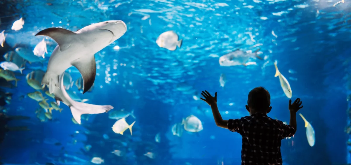 Learn and Have Fun Together at the Texas State Aquarium