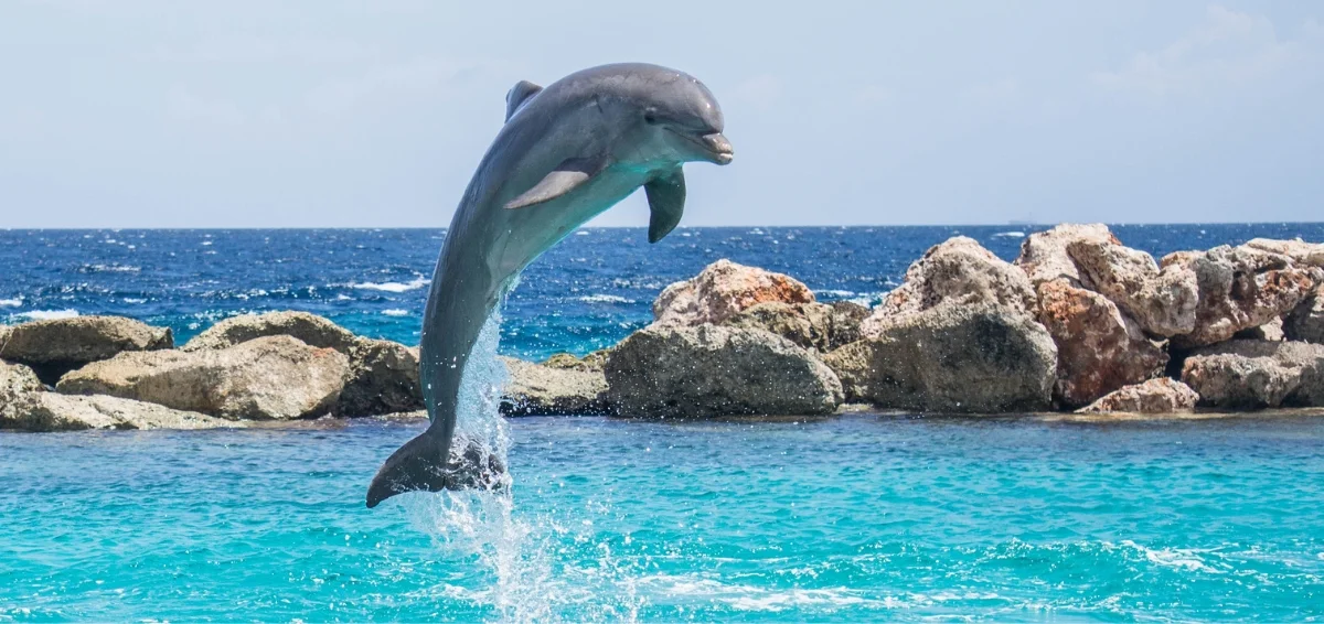 Take a Dolphin Tour at Coastal Life Charters and Adventures