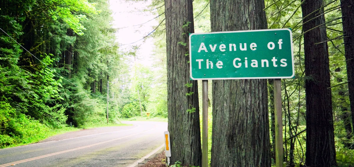 Avenue of Giants
