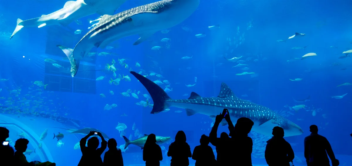 Explore The Pine Knoll Shores Aquarium