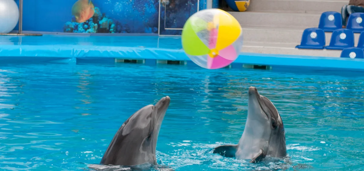 Create Unforgettable Memories at the Dolphin Discovery