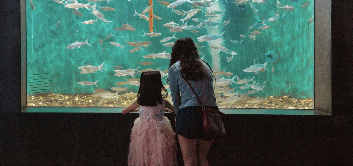 Let Your Kids Learn and Have fun at the Interactive Aquarium