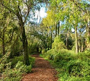 Siesta Beach Attraction: The Nature Trail