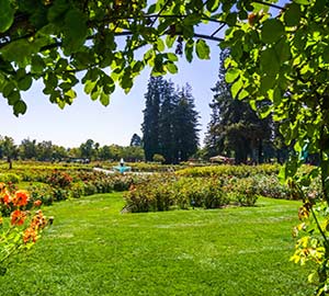 San Jose Attraction: Municipal Rose Garden