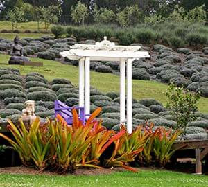 Maui Attraction: Ali'i Kula Lavender Farm