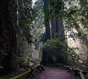 Sonoma Attraction: Armstrong Redwoods State Reserve