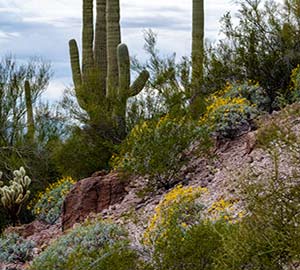 Boulder Attraction: Saguaro National Park