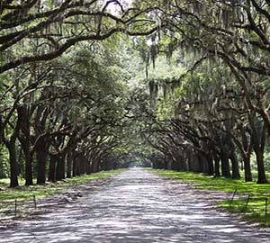 Savannah Attraction: Live Oak