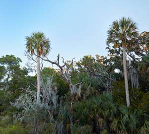 Jacksonville Attraction: Big Talbot Island State Park