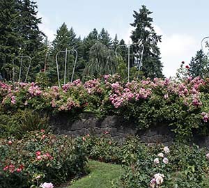 Portland Attraction: International Rose Test Garden