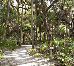 North Port Attraction: Myakka State Forest