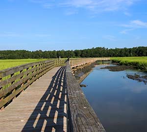 Myrtle Beach Oceanfront Condo Rentals Attraction: Huntington Beach State Park