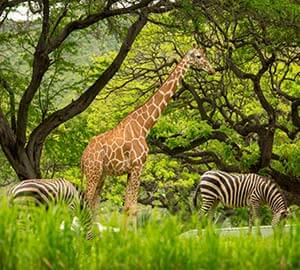 Waikiki Beach Attraction: Honolulu Zoo