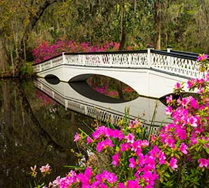 Charleston Attraction: Magnolia Plantation & Gardens