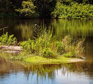 Clearwater Beach Attraction: Moccasin Lake Nature Park