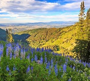 Park City Attraction: Lupine wildflowers