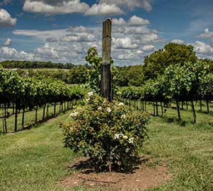 Franklin Attraction: Arrington Vineyards