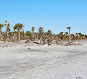 Jacksonville Attraction: Little Talbot Island