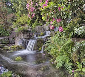 Portland Attraction: Crystal Springs Rhododendron Garden