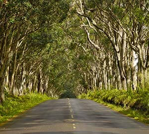 Kauai Attraction: Tree Tunnel