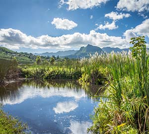 Kailua Beach Park Attraction: Kawai Nui Marsh