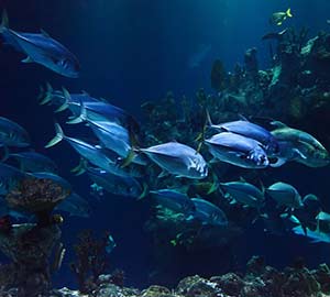 Myrtle Beach Oceanfront Condo Rentals Attraction: Ripley's Aquarium