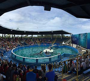 Miami Attraction: Seaquarium