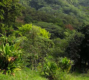 Kailua Beach Park Attraction: Lyon Arboretum