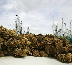 Clearwater Beach Attraction: Tarpon Springs Sponge Docks