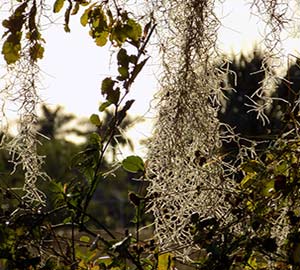 Cape Coral Attraction: Hanging moss Tree