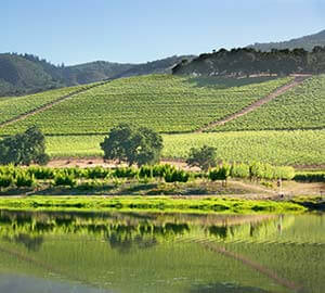 Mountain Vineyard Neighborhoods