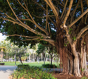 Waikiki Banyan Neighborhoods