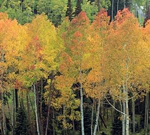 Aspen Forest Neighborhoods