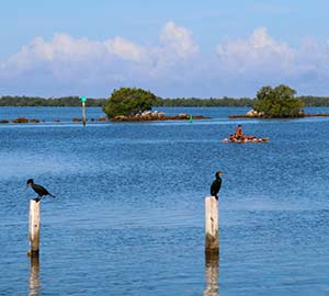 Pine Island Neighborhoods